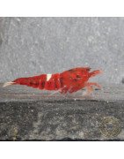 Red Extreme Caridina shrimp Auction at Shrimp Cove UK