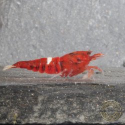 Red Extreme Caridina shrimp Auction at Shrimp Cove UK