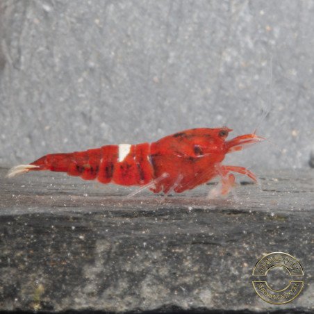 Red Extreme Caridina shrimp Auction at Shrimp Cove UK