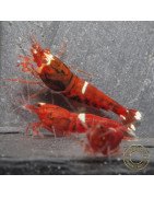 Red Extreme Caridina shrimp Auction at Shrimp Cove UK