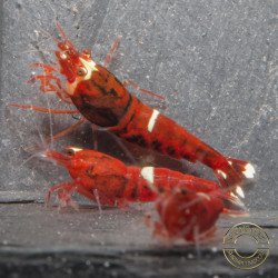 Red Extreme Caridina shrimp Auction at Shrimp Cove UK