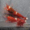 Red Extreme Caridina shrimp Auction at Shrimp Cove UK