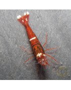 Red Extreme Caridina shrimp Auction at Shrimp Cove UK