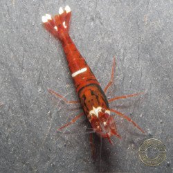Red Extreme Caridina shrimp Auction at Shrimp Cove UK