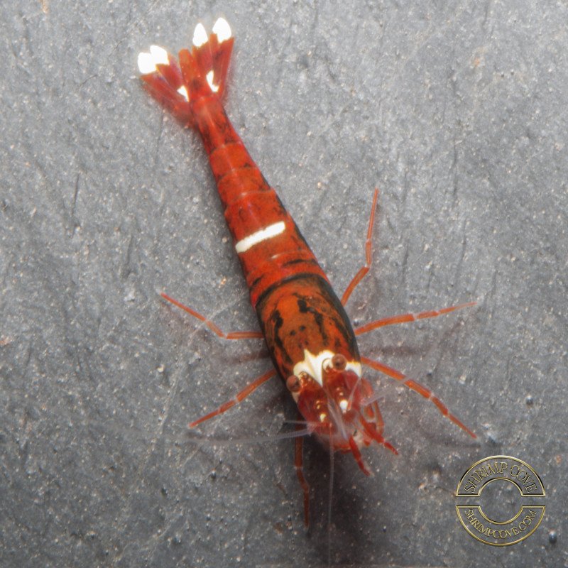 Red Extreme Caridina shrimp Auction at Shrimp Cove UK