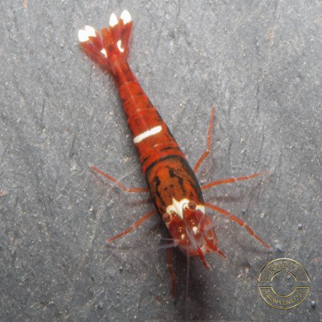 Red Extreme Caridina shrimp Auction at Shrimp Cove UK