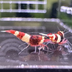 Red Panda Caridina Shrimp x 3 AUCTION Shrimp Cove CAN YOU WIN?